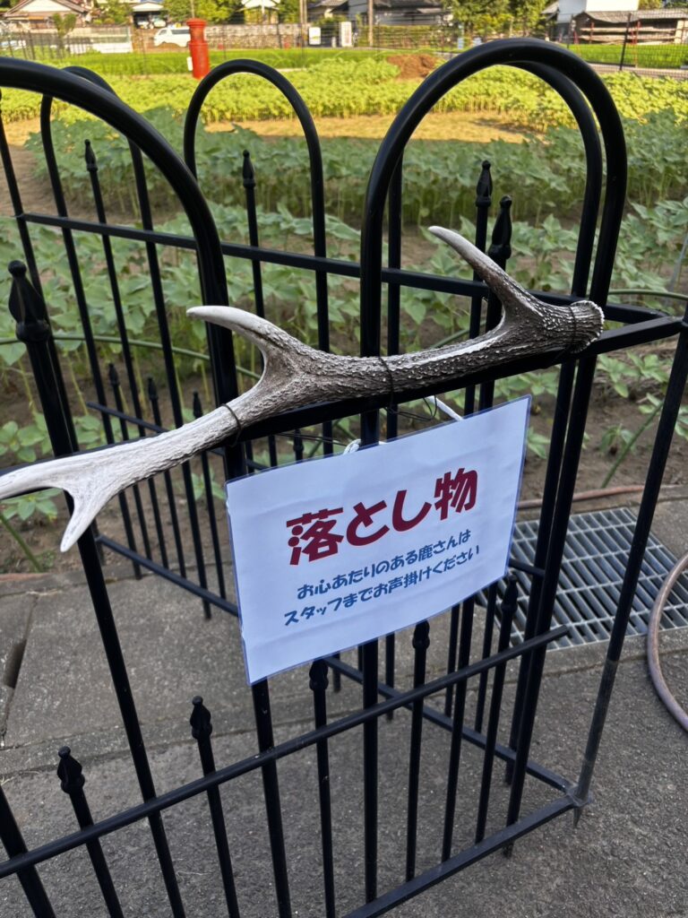 洲原ひまわりの里の落とし物