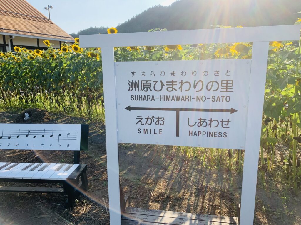 洲原ひまわりの里のひまわり